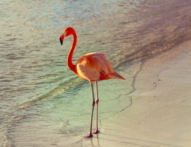 flamingo-names