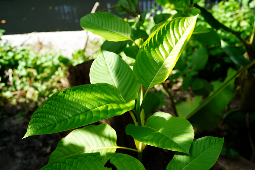 How to Find Quality Kratom